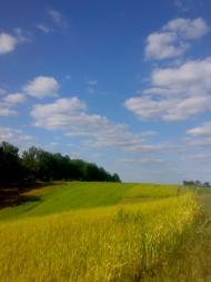 Веселий Кут з panoramio.com