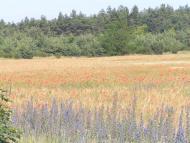 Слюсареве з panoramio.com