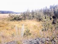 Деревини з panoramio.com