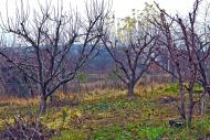 Соколове з panoramio.com