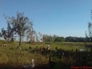 Новоборовиці з panoramio.com