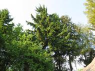 Лікарівщина з panoramio.com