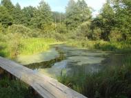 Кодра з panoramio.com