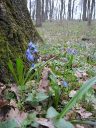 Рибальське з panoramio.com