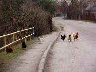 Санжари з panoramio.com