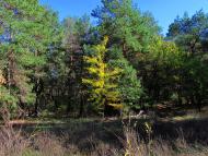 Твердомедове - Останні фото