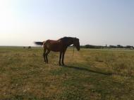 Роздольне з panoramio.com