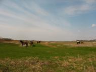 Добрятин з panoramio.com