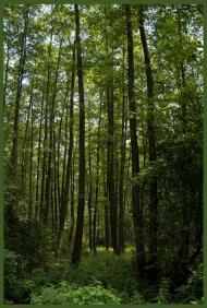 Деменці з panoramio.com