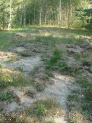 Кодра з panoramio.com