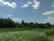 Брусниця з panoramio.com