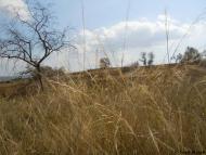 Богнатове з panoramio.com