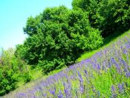 Остапенки з panoramio.com