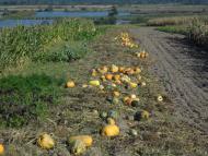 Більче з panoramio.com