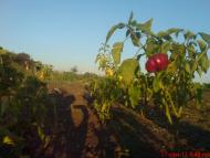 Новоборовиці - Останні фото