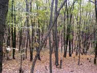 Мілова Балка з panoramio.com