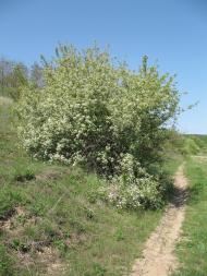 Аркадівка з panoramio.com