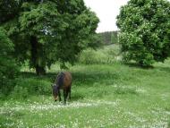 Яроповичі з panoramio.com