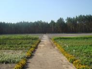 Кодра з panoramio.com