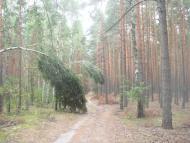 Кодра з panoramio.com