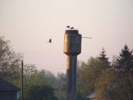 Нестерівці з panoramio.com