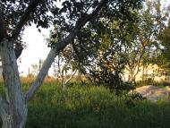 Новокленове з panoramio.com
