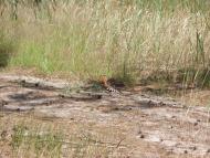 Кукулівка з panoramio.com