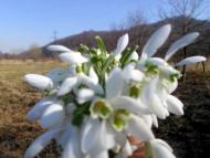 фантазії природи