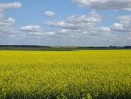 Туровичі з panoramio.com