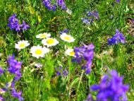 Яблунівка з panoramio.com