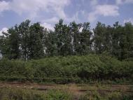 Мирне з panoramio.com