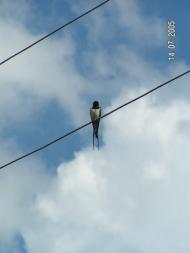 Логи з panoramio.com