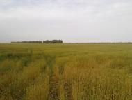 Рудівка - Останні фото