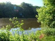 Берізка з panoramio.com