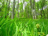 Зруб з panoramio.com