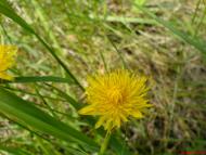 Борівське з panoramio.com