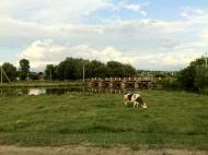 Мазурівка з panoramio.com