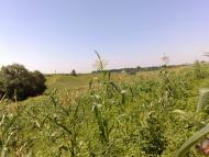 Пінчуки з panoramio.com