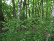 Лікарівщина з panoramio.com