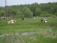 Острів з panoramio.com