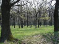 Микитяни з panoramio.com