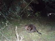 Дівички з panoramio.com