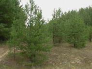 Косачівка з panoramio.com