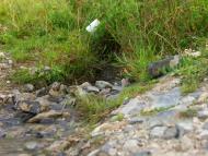 Вільховець з panoramio.com