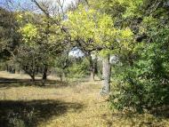 Роздольне з panoramio.com