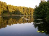 Берізка з panoramio.com