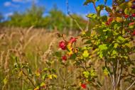 Соколове з panoramio.com