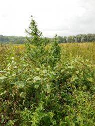 Думанці з panoramio.com