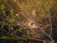 Трихати з panoramio.com