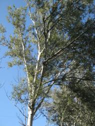 Барчани з panoramio.com